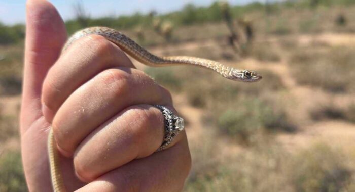 A Tiny Coachwhip Makes Its Escape