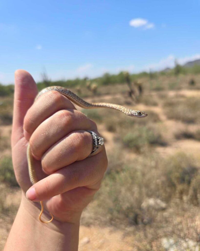 A Tiny Coachwhip Makes Its Escape