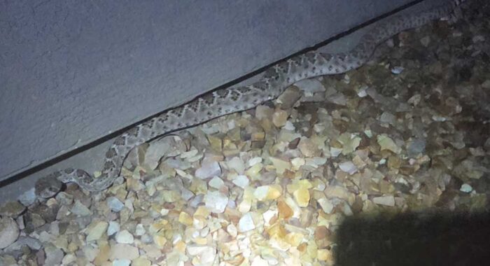 A Western Diamondback Finds a Very Good Hiding Place