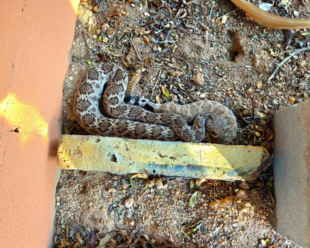 A Large Western Diamondback in Tanque Verde
