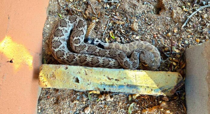 A Large Western Diamondback in Tanque Verde