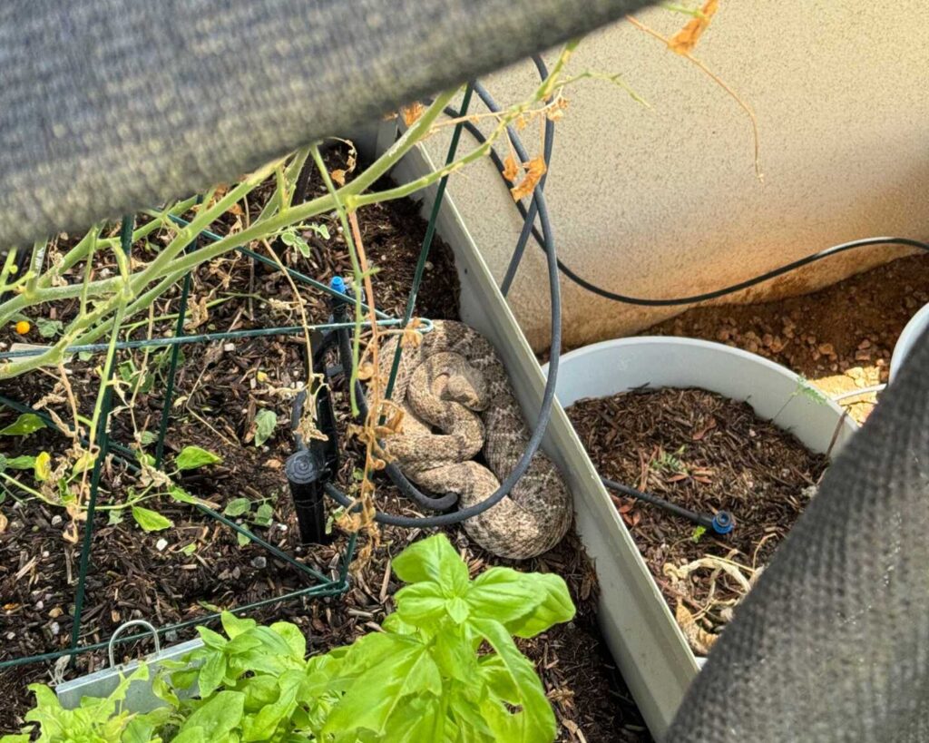 A Western Diamondback in the Flowerbed