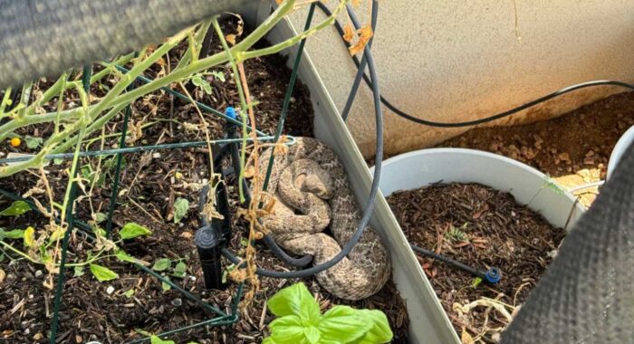 A Western Diamondback in the Flowerbed