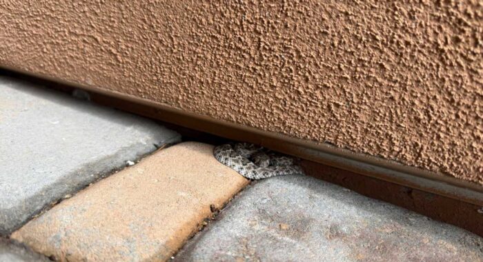 A Baby Western Diamondback in Scottsdale