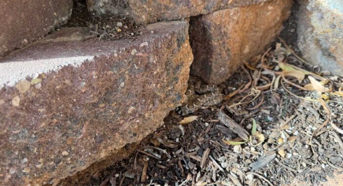 A Neonate Western Diamondback in Ahwatukee