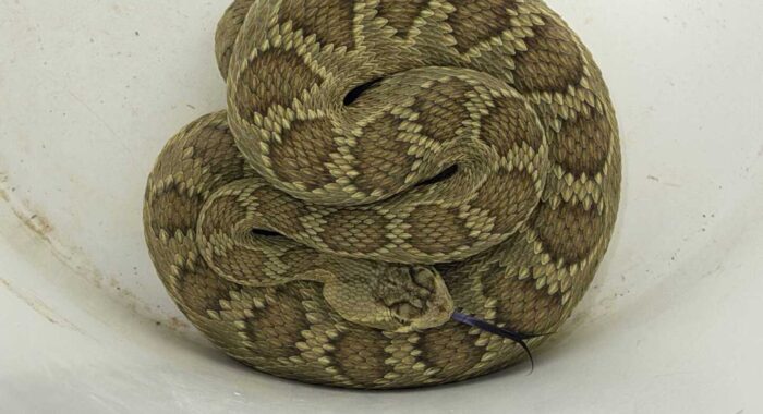 A Stunning Mojave Rattlesnake in San Tan Valley