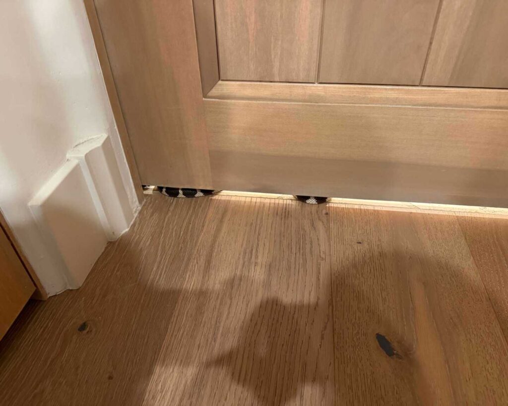 Patterned snake wedged under a closed wooden door, two sections of its body visible through the floor gap.