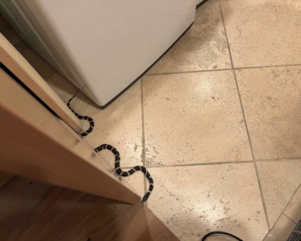 A black-and-white banded snake partially hidden under a white appliance, slithering across tiled and wood flooring near a door frame.