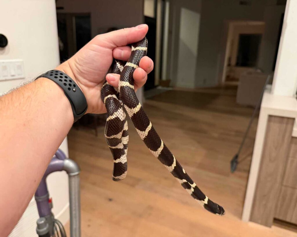 A Late-Night Kingsnake Inside a North Scottsdale Home A Late-Night Kingsnake Inside a North Scottsdale Home