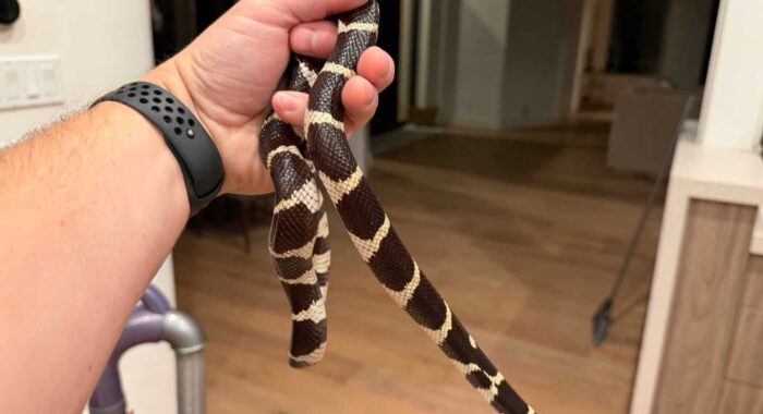 A Late-Night Kingsnake Inside a North Scottsdale Home