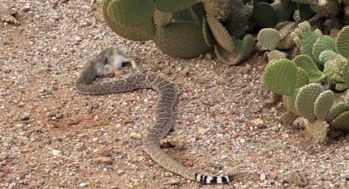 A Very Well-Fed Western Diamondback
