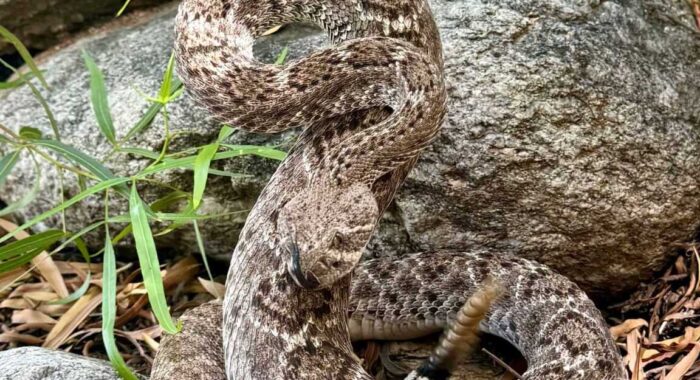A Cat Finds a Western Diamondback in the Backyard