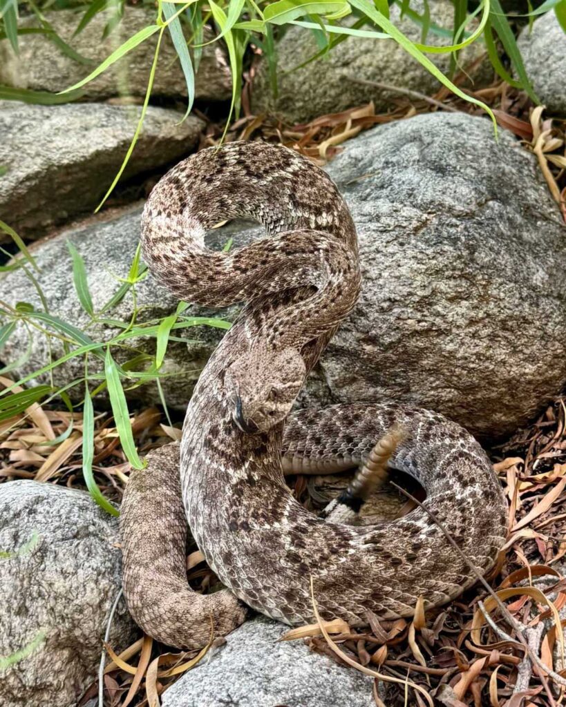 A Cat Finds a Western Diamondback in the Backyard