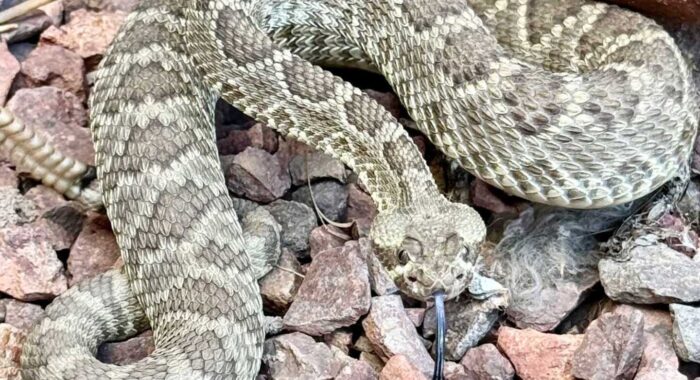 A Mojave Rattlesnake by the Playhouse