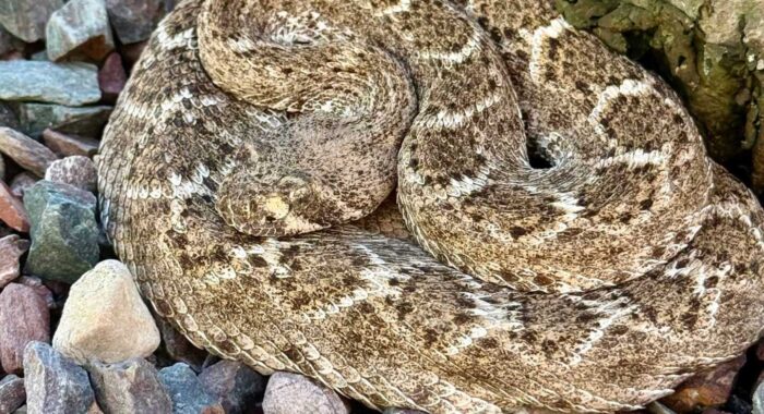 A Western Diamondback Makes a Fountain Part of Its Routine