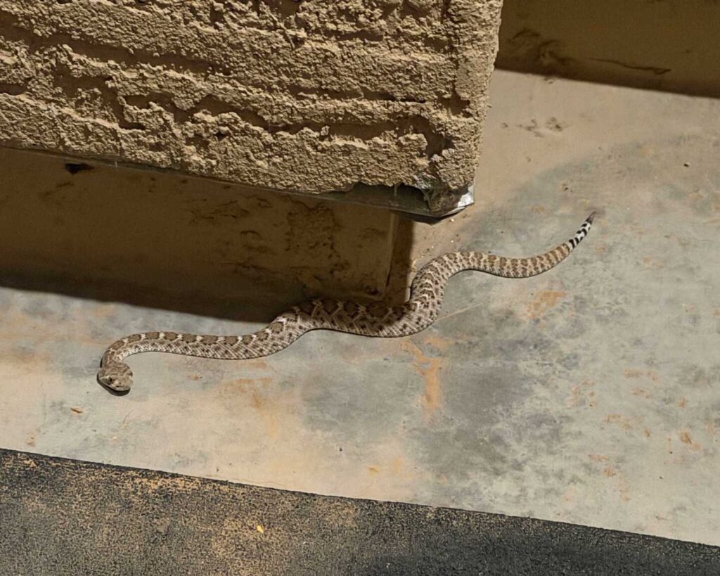 A Baby Western Diamondback at the Front Door A Baby Western Diamondback at the Front Door