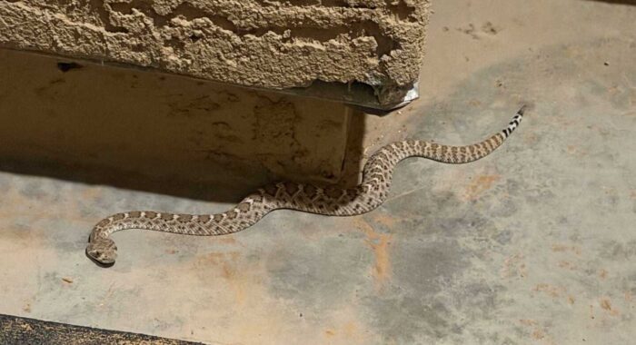 A Baby Western Diamondback at the Front Door