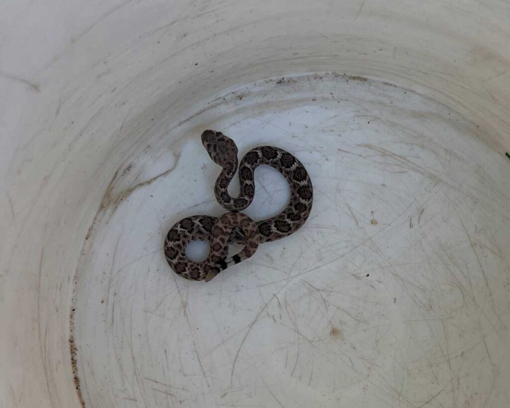 A Baby Rattlesnake Hiding in the Overhang A Baby Rattlesnake Hiding in the Overhang