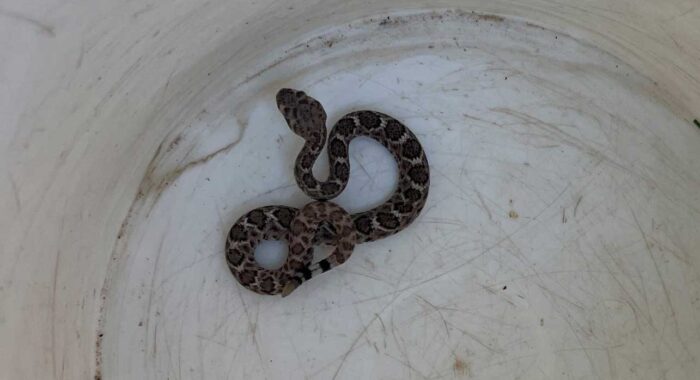 A Baby Rattlesnake Hiding in the Overhang