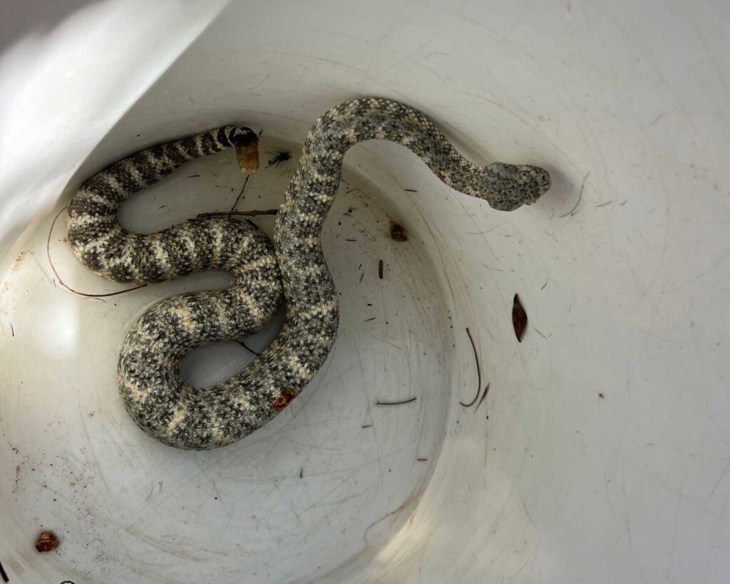 A Rattlesnake Was Waiting Just Outside the Doggy Door A Rattlesnake Was Waiting Just Outside the Doggy Door