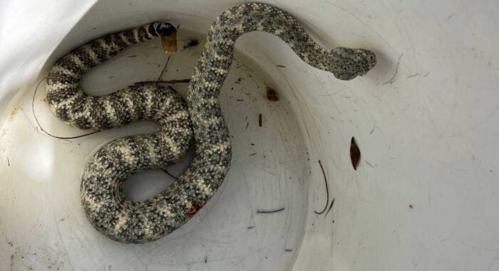 A Rattlesnake Was Waiting Just Outside the Doggy Door