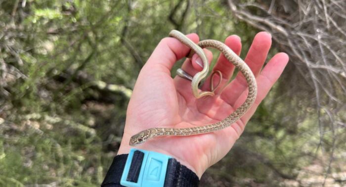 Cleaning Crew Reports a Rattlesnake, Marissa Finds Two Surprises Under the Couch