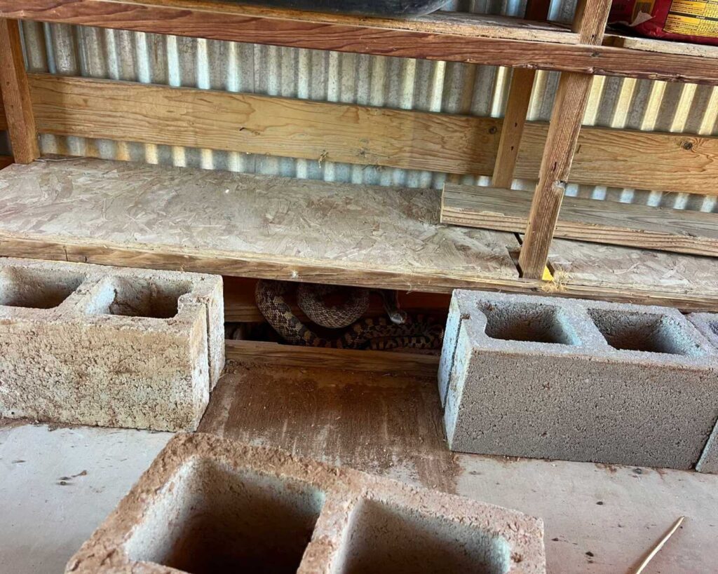 A Monster Sonoran Gophersnake Mistaken for a Rattlesnake in Anthem A Monster Sonoran Gophersnake Mistaken for a Rattlesnake in Anthem