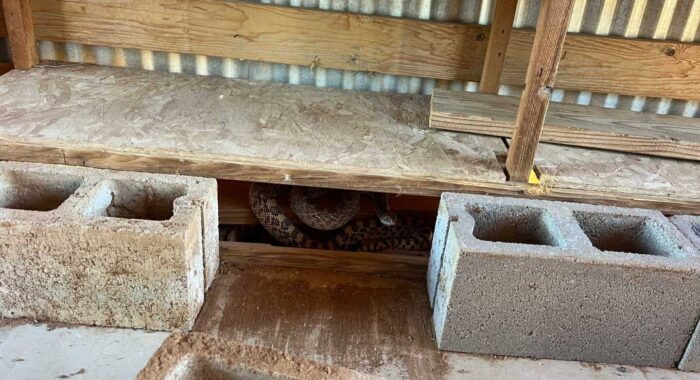 A Monster Sonoran Gophersnake Mistaken for a Rattlesnake in Anthem
