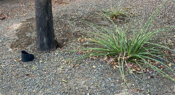 A Baby Rattlesnake Waiting at the Front Door Before Work