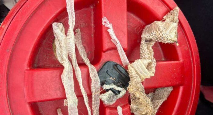 The Baby Rattlesnakes Had Already Left Home