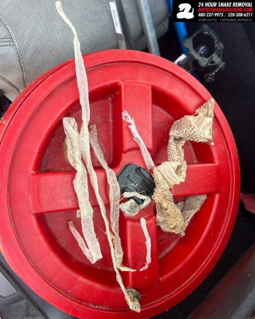 The Baby Rattlesnakes Had Already Left Home The Baby Rattlesnakes Had Already Left Home