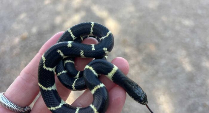 A Kingsnake in the Living Room