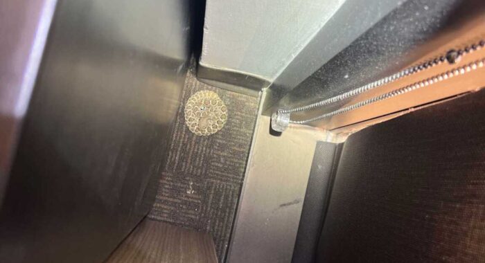 A Baby Rattlesnake Spends the Night in a Scottsdale Office