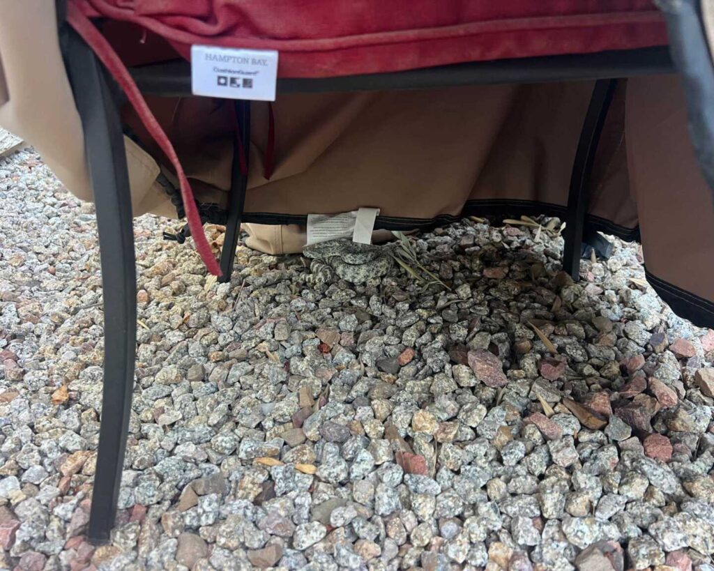 A Rattlesnake Slips Into an Ahwatukee Backyard While the Dogs Are Outside A Rattlesnake Slips Into an Ahwatukee Backyard While the Dogs Are Outside