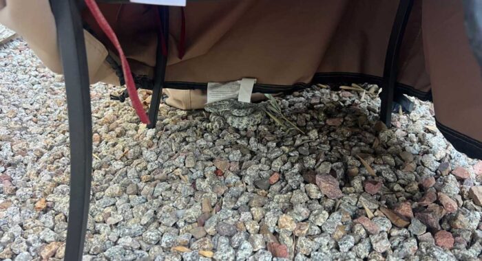 A Rattlesnake Slips Into an Ahwatukee Backyard While the Dogs Are Outside