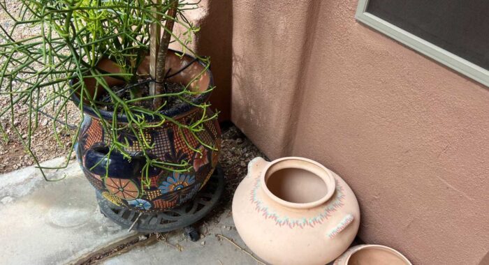 A Rattlesnake Hiding Just Inches Away During Yard Work in Gold Canyon