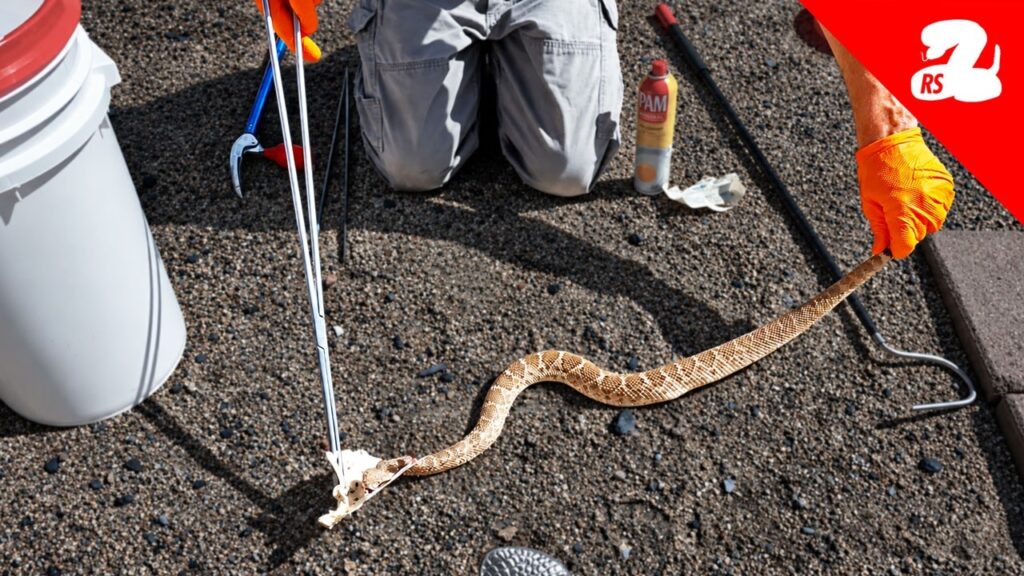 This is the Most Dangerous Thing I Do with Rattlesnakes