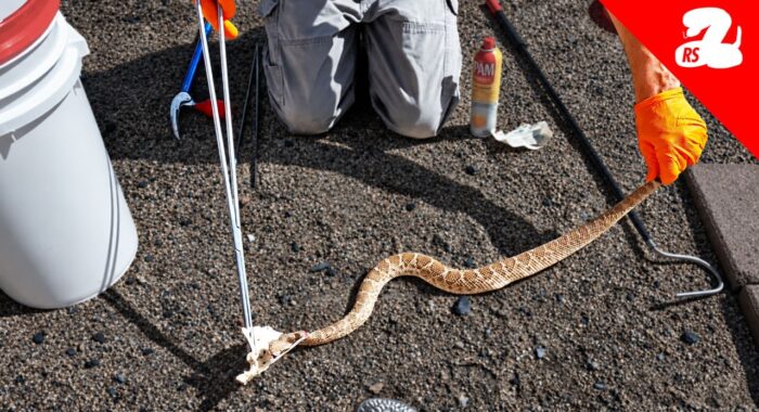 This is the Most Dangerous Thing I Do with Rattlesnakes
